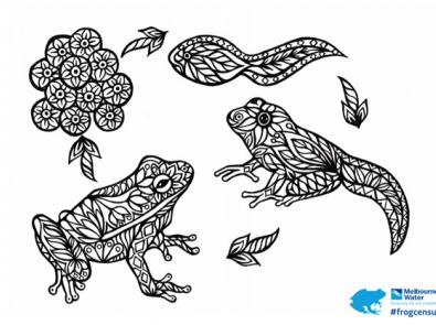 Frog lifecycle colouring sheet