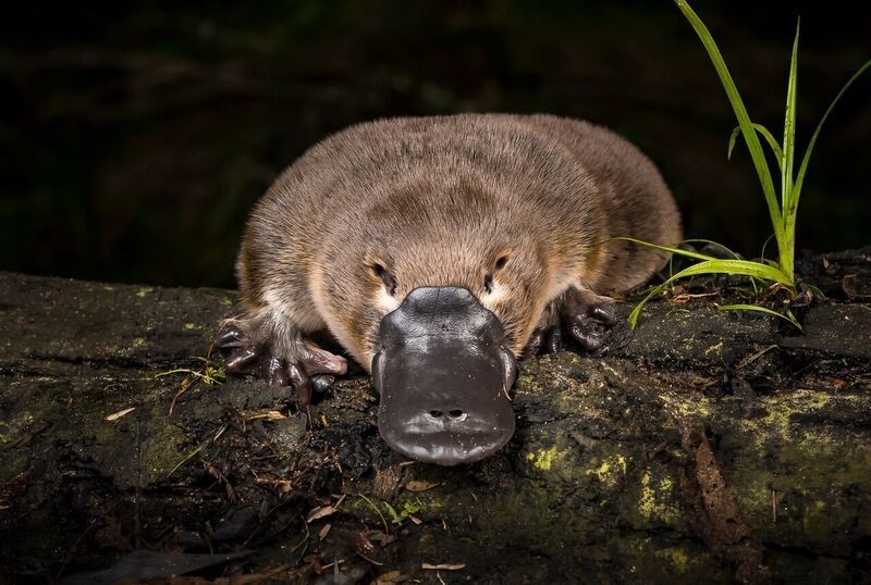 A close up of platypus sitting on a log at night