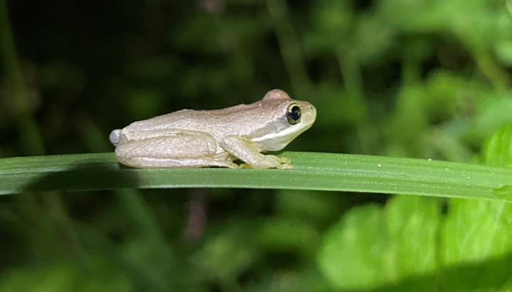 Brown tree frog