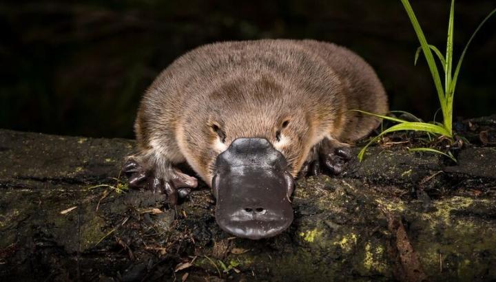 A close up of platypus sitting on a log at night