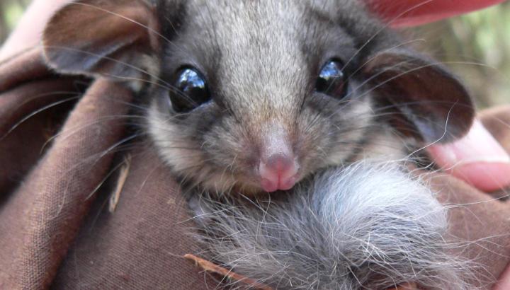 A close-up photo of a lowland Leadbeater's Possum