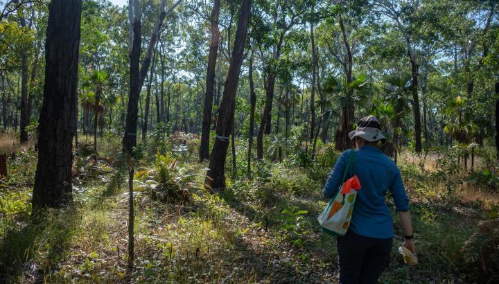 A person wearing a hat and blue shirt walks through the bush holding water testing equipment