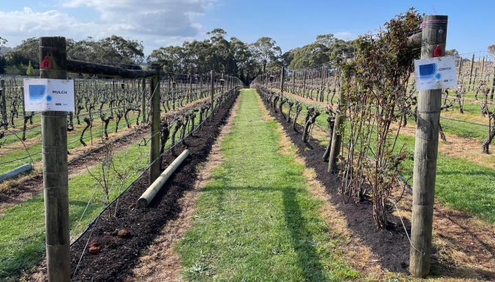 Rows of grape vines