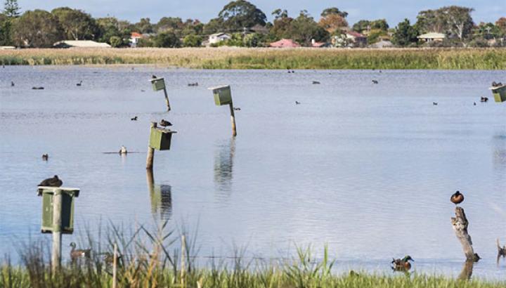 Birdlife reclining in their local waterway, Edithvale Seaford Wetland 