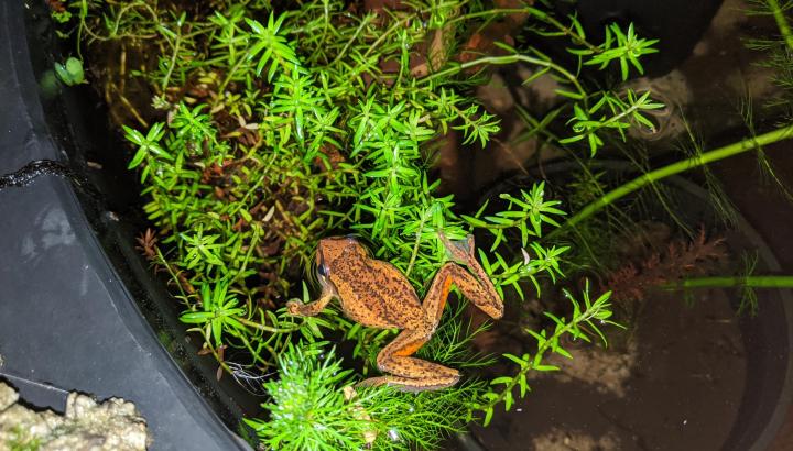 frog on plant 