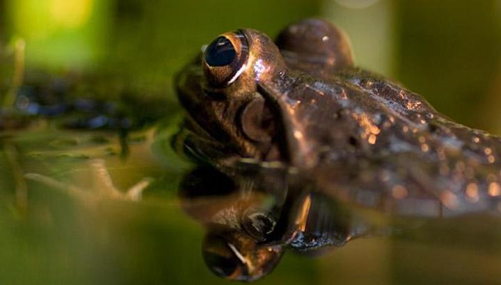 Frog swimming in water