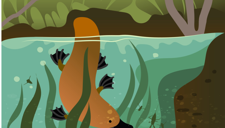 Illustration of platypus searching for waterbugs underwater