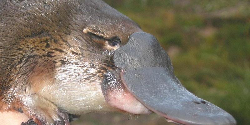 Close up of platypus