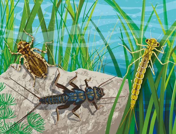 Illustration of underwater scene, with three waterbugs on a rock