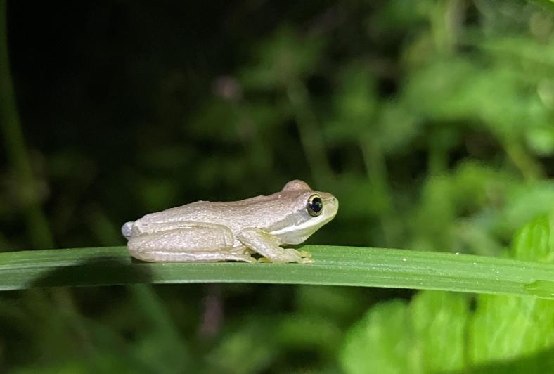 Brown tree frog