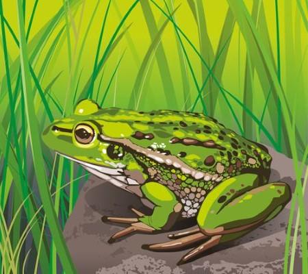 Frog sitting on rock in grasses illustration