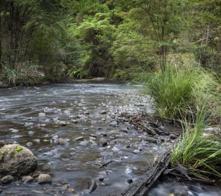 Flowing river water over rocks in dense forest