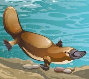 Platypus in water illustration