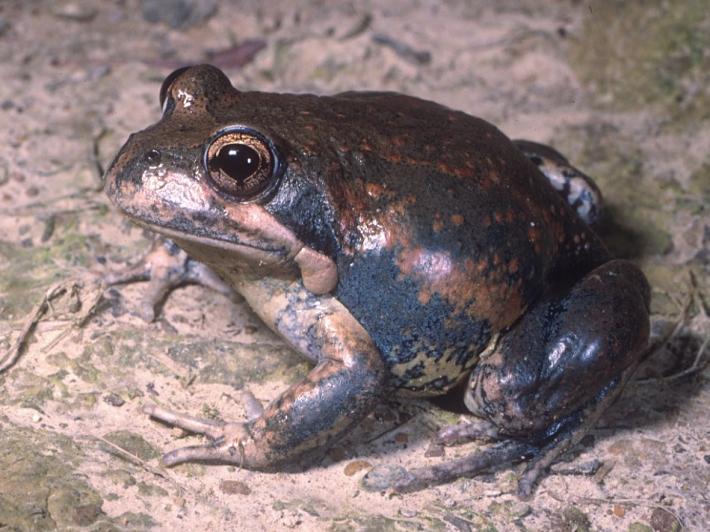 Limnodynastes dumerilli