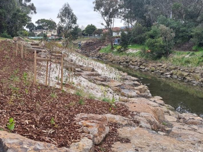 Native grasses, shrubs and trees planted along the creek banks (June 2024)