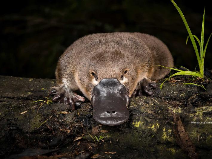 Platypus sits on a log at night