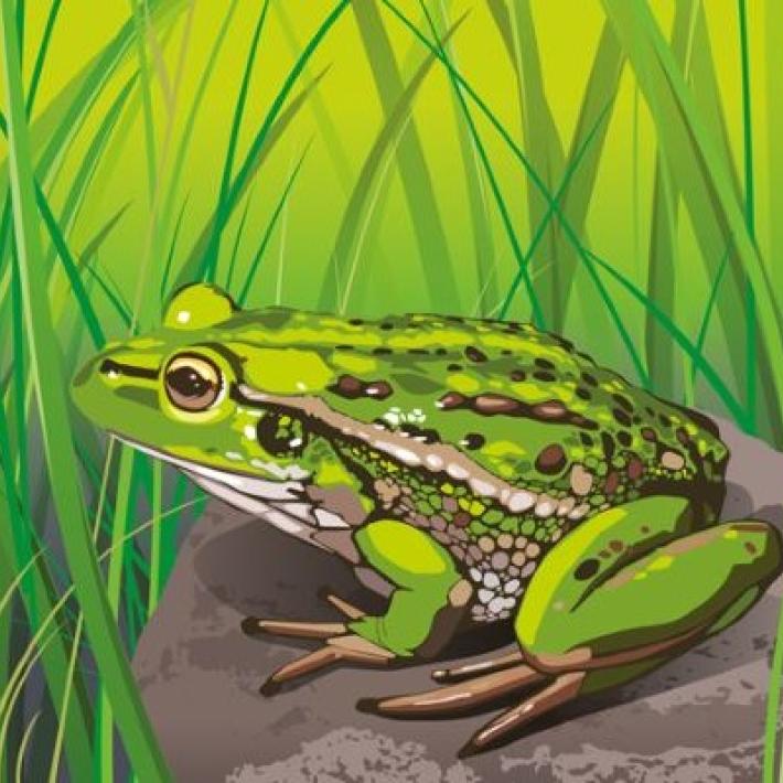 Frog sitting on rock in grasses illustration