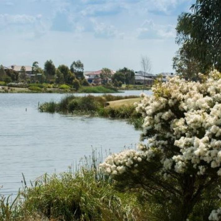 Edithvale Seaford wetlands showing water and vegetation