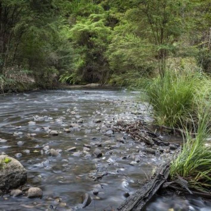 Flowing river water over rocks in dense forest