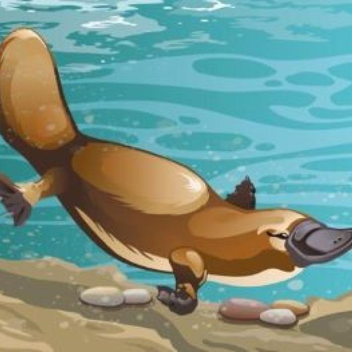 Platypus in water illustration