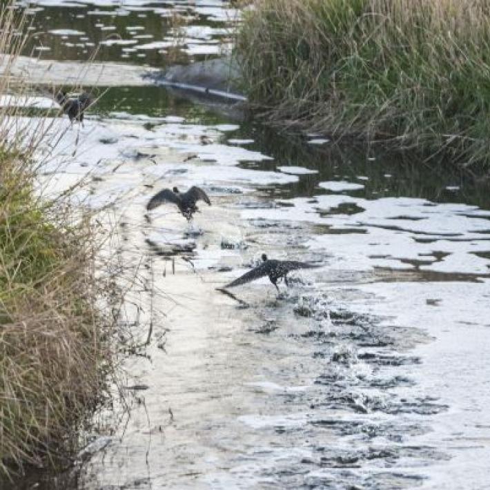 WTP channel with birds taking flight