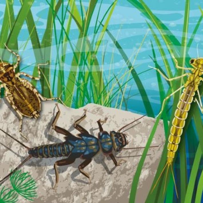 Macro waterbugs x3 illustration 1