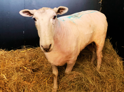 'Sugar' the sheep after shearing (after)