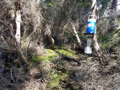 Mosquito trap hanging from tree in bushland