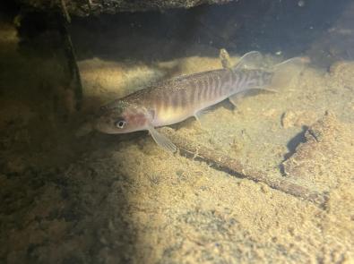 Broad-finned galaxias