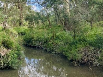 Image of creek with lush foliage on either side