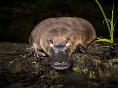 A close up of platypus sitting on a log at night