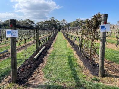 Rows of grape vines