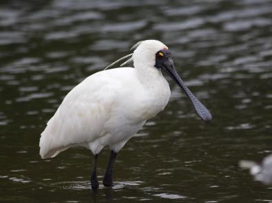 Two Great Ramsar Wetlands | Melbourne Water