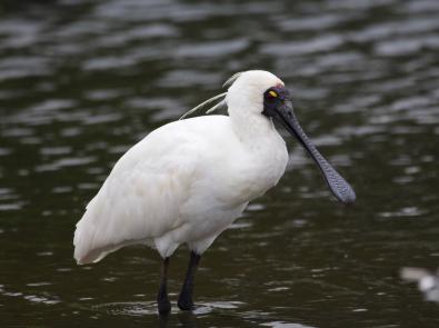 Royal Spoonbill at Edithvale-Seaford Wetland