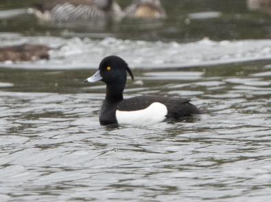 Tufted Duck photo by Angus McNab