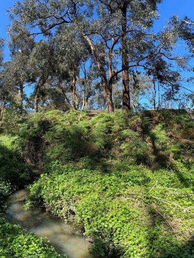 Wayut (Stringybark) trees are found along the waterway in Koolunga reserve and surrounding bushland 