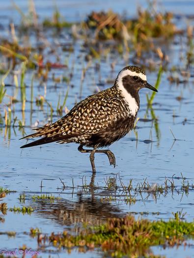 American Golden Plover. Photo Credit Carol Moyse.