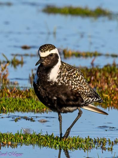 American Golden Plover. Photo Credit Carol Moyse.