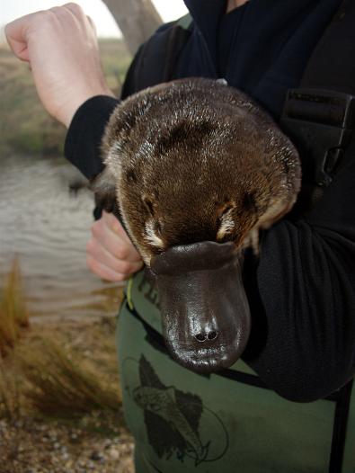 Platypus in handlers arms.
