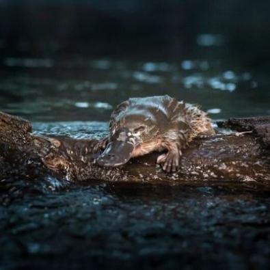 Platypus courtesy Doug Gimesy