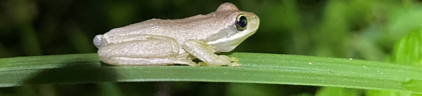 Brown tree frog