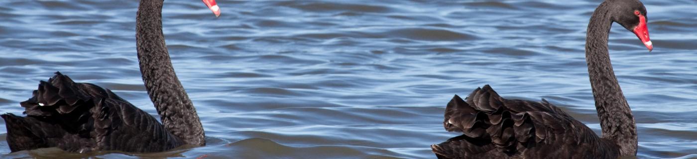 Two black swans sighted at the Western Treatment Plant