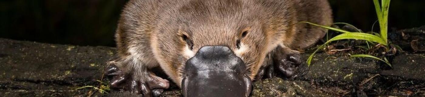 A close up of platypus sitting on a log at night