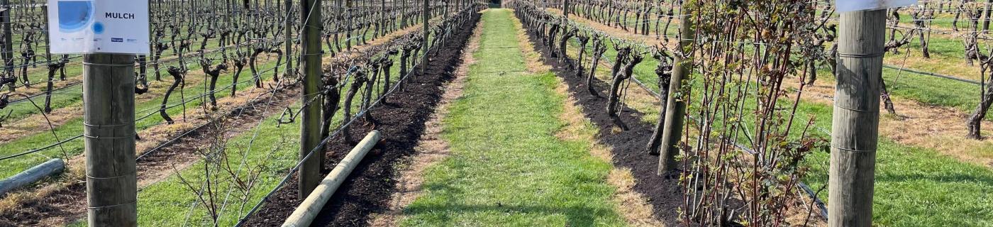 Rows of grape vines