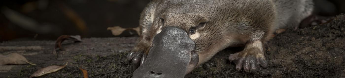 Citizen science eDNA monitoring of platypuses in Monbulk Creek ...