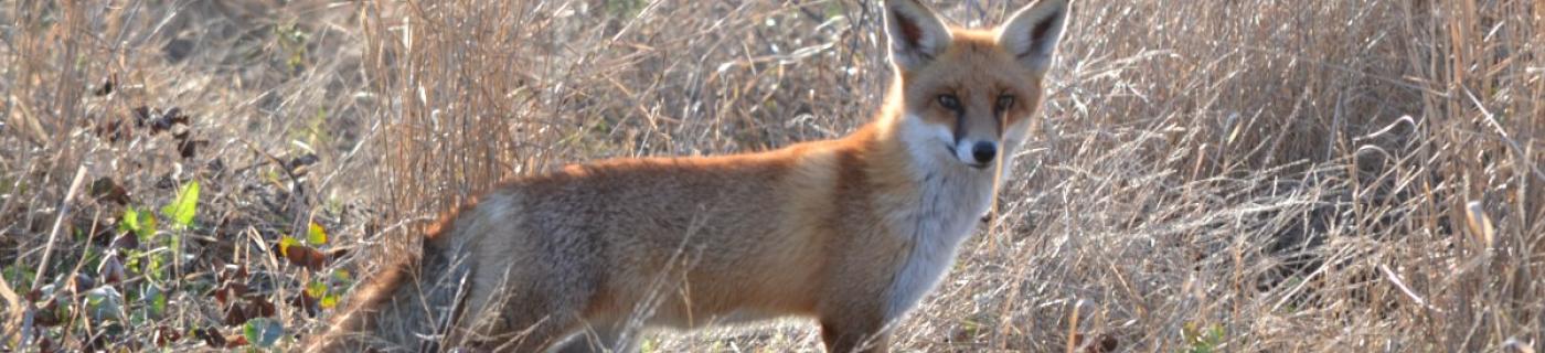 Impacts and management of foxes and rabbits in Victoria | Melbourne Water