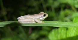 Brown tree frog