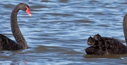 Two black swans sighted at the Western Treatment Plant