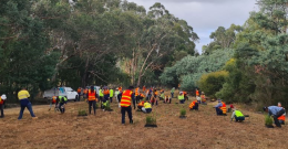 Habitat expansion the key to saving the Leadbeater’s Possum from extinction