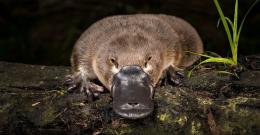 A close up of platypus sitting on a log at night